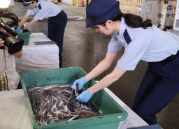 輸入されたウナギを確認する東京税関の職員=16日午前、成田空港