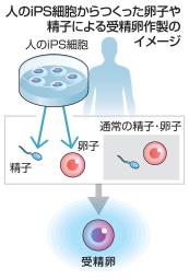 iPS細胞からつくった卵子や精子による受精卵の作製(イメージ)