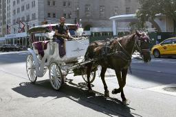 米ニューヨークのセントラルパーク周辺を走る馬車=13日(共同)