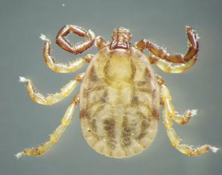 　ＳＦＴＳウイルスを媒介するマダニの一種「フタトゲチマダニ」（岡林環樹宮崎大教授提供）