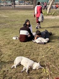 インド・ニューデリーの公園で寝る野良犬=1月(共同)