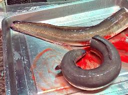 香港の魚市場で売られていたニホンウナギ(中央大の海部健三教授提供)