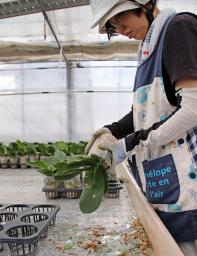 　竜巻で温室の天窓が割れ、洋ランの苗に刺さったガラスを除去する従業員＝１２日午後、静岡県牧之原市