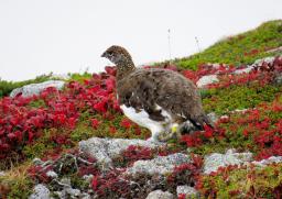 　長野県の中央アルプス・駒ケ岳で確認されたニホンライチョウ＝２７日（環境省提供）