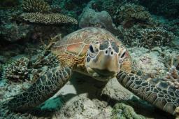 　アオウミガメ（（Ｃ）Ｎｉｃｈｏｌａｓ　Ｊ　Ｐｉｌｃｈｅｒ、ＩＵＣＮ）