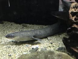 　ニホンウナギ（世界自然保護基金ジャパン提供）