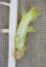 　トウモロコシの根に寄生した寄生植物の「ストライガ」（右、奈良先端科学技術大学院大提供）