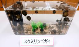 　コメの田植え後の柔らかい苗を食べるジャンボタニシ（スクミリンゴガイ）