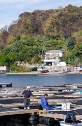 　大分市佐賀関の火災現場近くの漁港で、いけすから関サバを引き揚げる漁業者＝２０日午前９時５２分