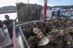 　広島県呉市沖で水揚げされた養殖カキ。大量死の影響でほとんどが商品にならないという＝１８日