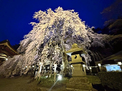見頃を迎えている楽翁桜