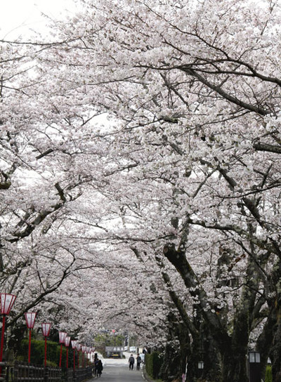 一気に見頃となった桜のトンネル