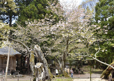 見頃を迎えた大鹿桜