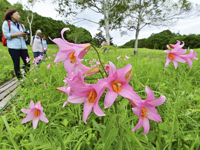 訪れた人の目を楽しませているヒメサユリ＝２４日、南会津町・高清水自然公園