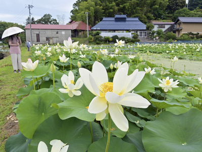 涼しげに咲く「フンドのハス池」のハス＝三春町熊耳