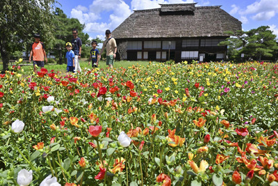 色とりどりの小さな花を咲かせ、見頃を迎えたポーチュラカ＝１３日午前、二本松市・安達ケ原ふるさと村