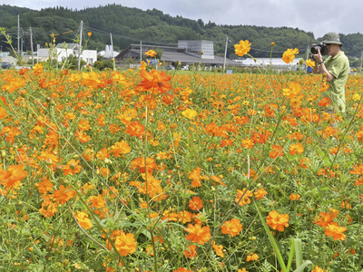 かれんな花を咲かせるキバナコスモス。花畑をオレンジや黄色に彩っている＝飯舘村