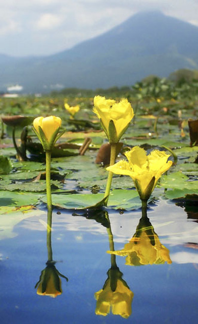 黄色いかれんな花を咲かせ湖面を彩るアサザ＝猪苗代湖