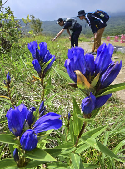紫色の花を咲かせ、訪れた人の目を楽しませるエゾリンドウ＝磐梯吾妻スカイライン・浄土平