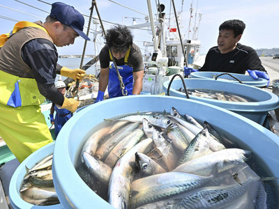 底引き網漁が再開され、サバやイカなどが水揚げされた松川浦漁港＝１日午前、相馬市