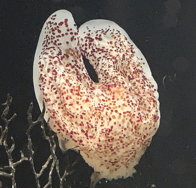 生態が判明したコトクラゲ（アクアマリンふくしま提供）