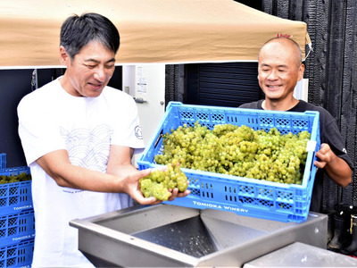 ワインの仕込み作業を行う遠藤社長（左）と細川さん＝富岡町・とみおかワイナリー