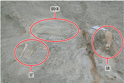 発掘の際に撮影されたザヴァケファレ・リンポチェの化石（県立博物館提供）