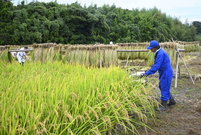 「天のつぶ」の収穫や収穫した稲を天日干しする組合員ら