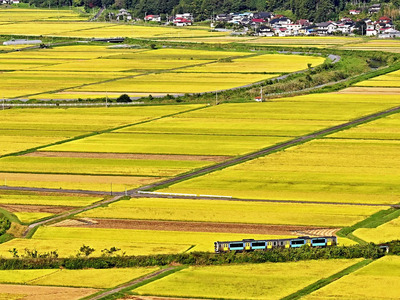 城山公園から望む田園風景。黄金色の田園の中を水郡線の列車が進む＝２１日午前７時５５分ごろ、浅川町