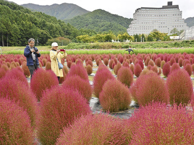 秋の深まりに合わせ、赤く色づいたコキア＝１４日午前、猪苗代町・猪苗代ハーブ園
