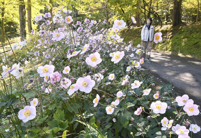 かれんな花を咲かせるシュウメイギク＝郡山市、逢瀬公園・緑化センター
