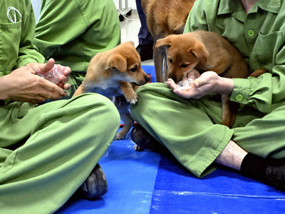 保護犬におやつをあげる受刑者