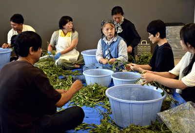 藍の葉摘み作業を行うクリエーターや住民