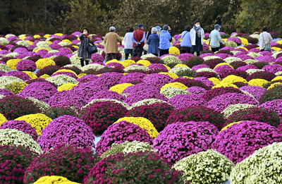 来場者の目を楽しませるザル菊＝７日、田村市・菊の里ときわ