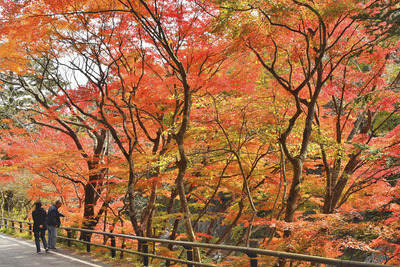 モミジなどの紅葉が見頃を迎えている夏井川渓谷＝いわき市