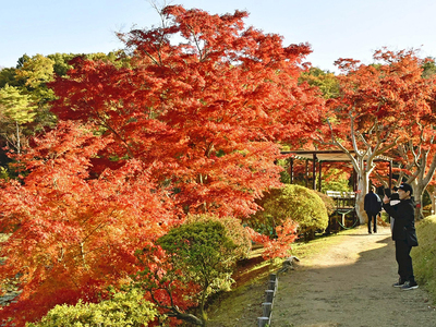 見頃を迎えた観光庭園「蛇の鼻」の紅葉