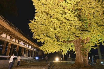 クマによる被害を防ぐためライトアップが中止になった（資料写真）