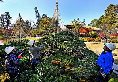 本格的な冬を前に始まった樹木を雪から守る雪吊り作業＝１７日午前、会津若松市・御薬園