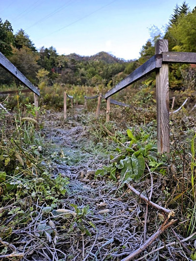 霜の日は、農園が本当に静かになります。みんなが震えて太陽で暖まるまでは動かないのかな。餌をあげたり、作業したり、私だけ動く時期になりました