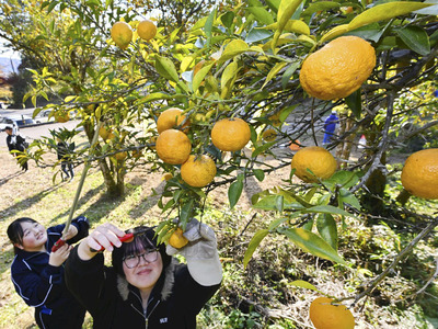 信夫山の畑で行われたユズの収穫＝２０日午後、福島市