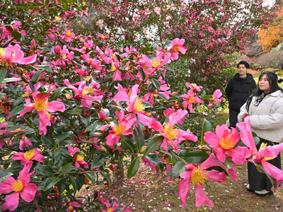 色鮮やかに咲き誇るサザンカ＝２８日午後、本宮市・蛇の鼻