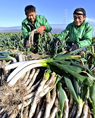 最盛期を迎えた伝統野菜の「阿久津曲がりねぎ」の収穫作業 ＝郡山市阿久津町