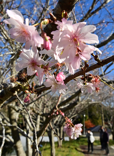 見頃を迎えた寒桜。淡いピンクの花が訪れた人たちの目を楽しませている ＝南相馬市鹿島区・宝蔵寺