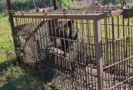 　町議の威圧的な発言があった箱わなの現場＝９月２７日、北海道積丹町（北海道猟友会余市支部提供）