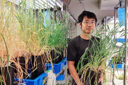 　開発したトウモロコシコムギを手にする鳥取大の石井孝佳准教授